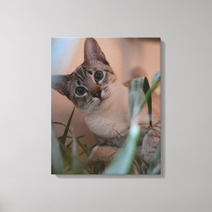 Cute Cat Photo Portrait Canvas Print
