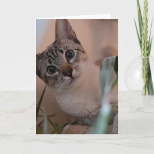 Cute Cat Photo Portrait Card
