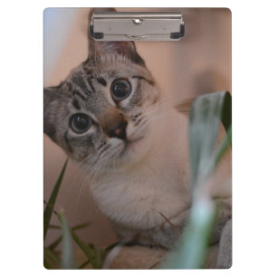 Cute Cat Photo Portrait Clipboard