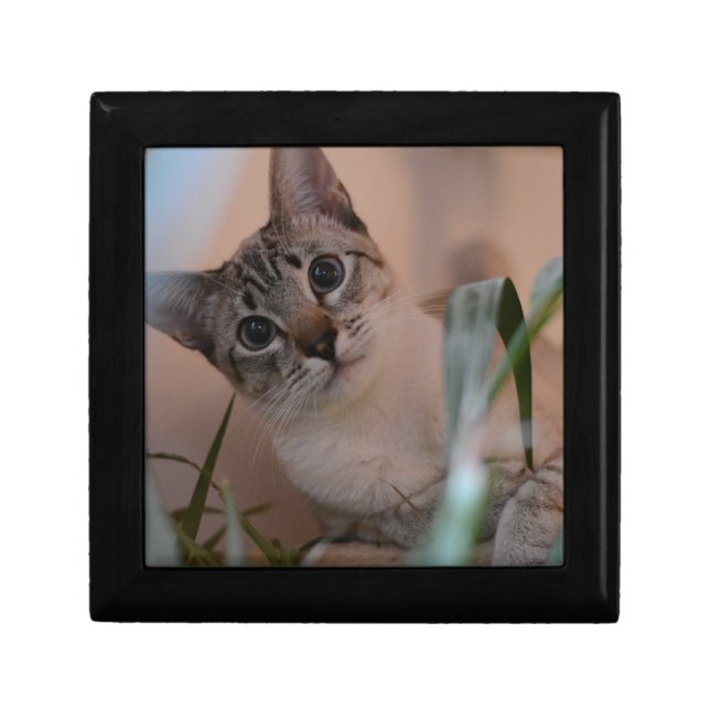Cute Cat Photo Portrait Gift Box (Front)