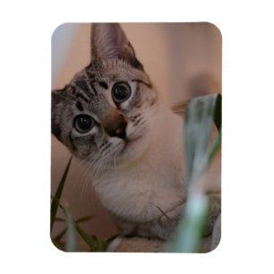 Cute Cat Photo Portrait Magnet