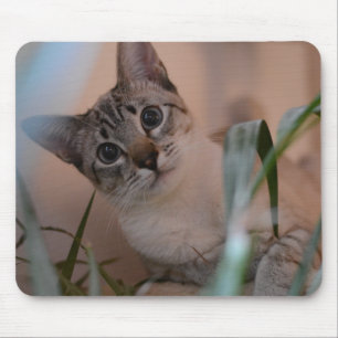 Cute Cat Photo Portrait Mouse Pad