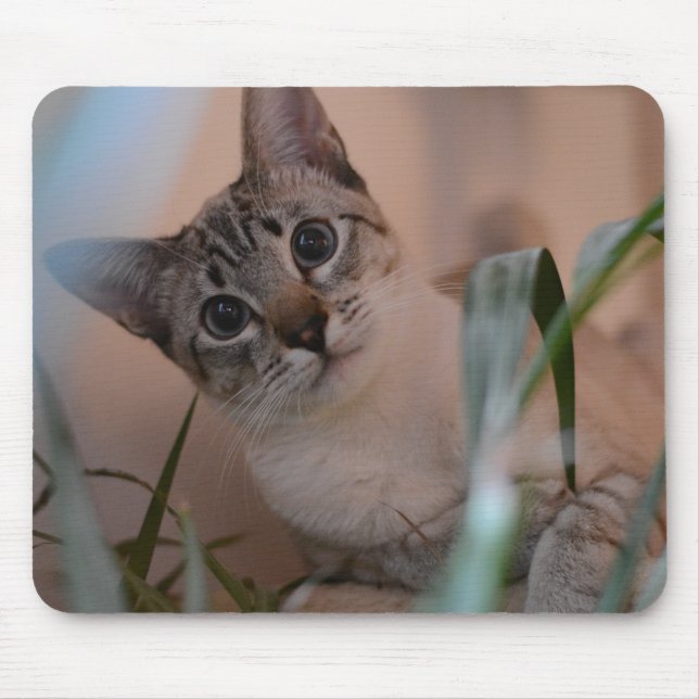Cute Cat Photo Portrait Mouse Pad (Front)