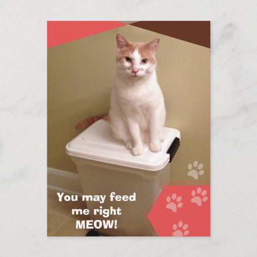 Cute Cat Photograph Feed me right meow  Postcard