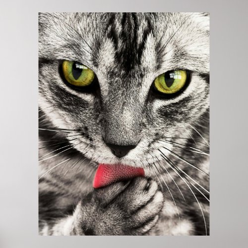 Cute Cat Portrait Poster