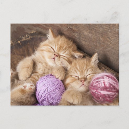 Cute Cat Postcard