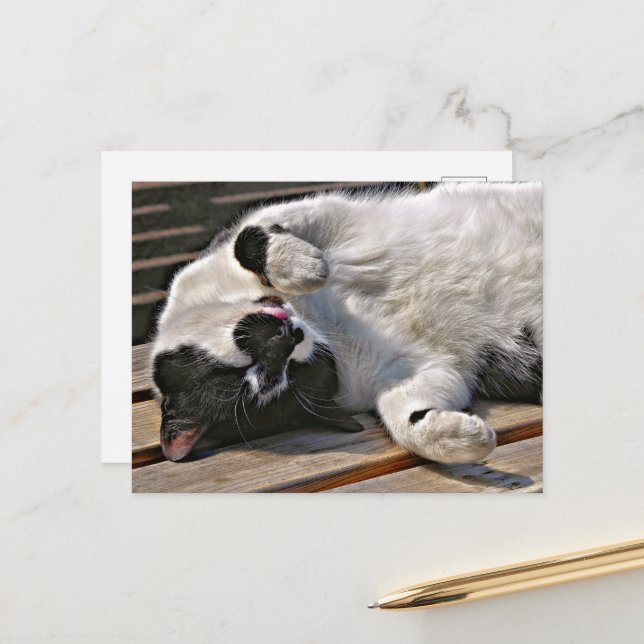 CUTE CAT POSTCARD (Front/Back In Situ)