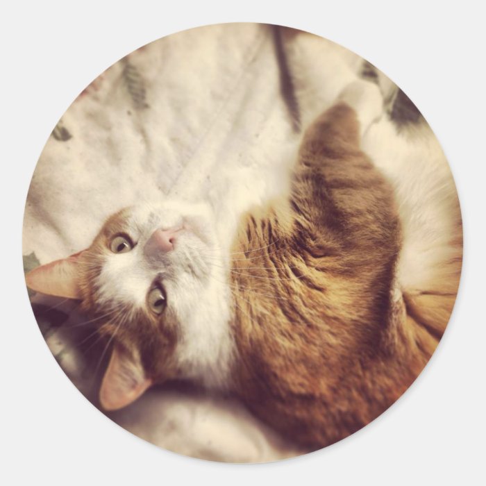 cute Cat Round Sticker