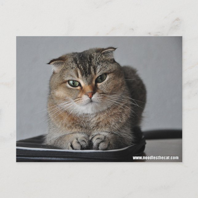 Cute cat scottish fold: how are you postcard (Front)