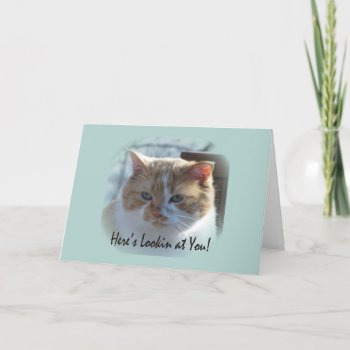 Cute Cat Vignette Greeting Card by Koobear at Zazzle