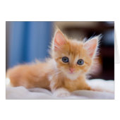 Cute Cat With Blue Eyes (Front Horizontal)