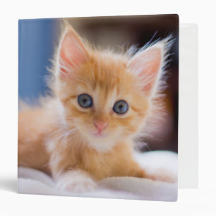 Cute Cat With Blue Eyes 3 Ring Binder