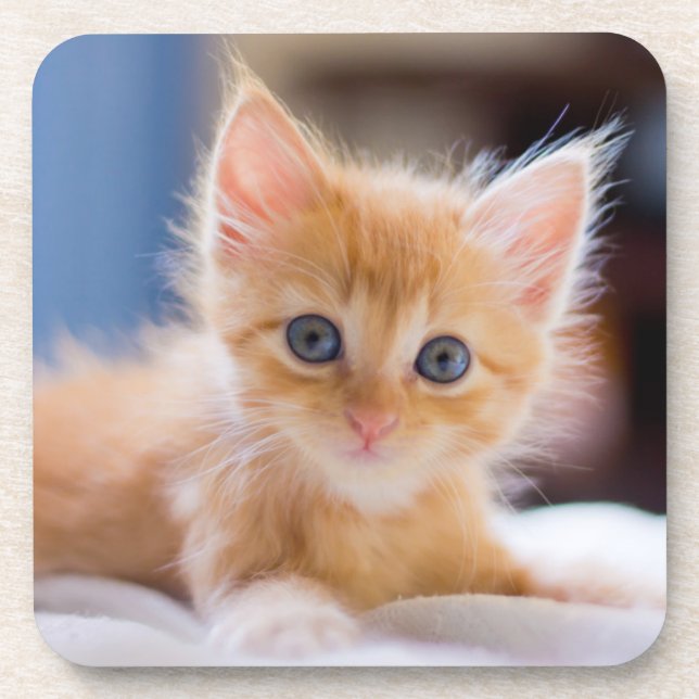 Cute Cat With Blue Eyes Beverage Coaster (Front)