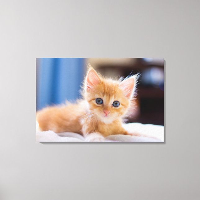 Cute Cat With Blue Eyes Canvas Print (Front)