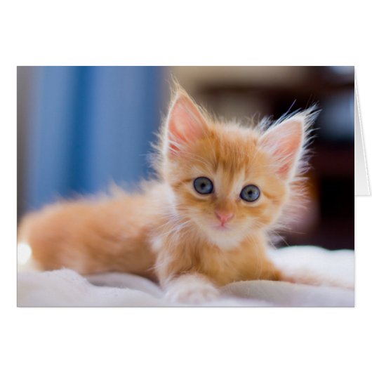 Cute Cat With Blue Eyes Cards (Front Horizontal)