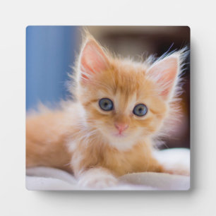 Cute Cat With Blue Eyes Plaque