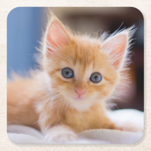 Cute Cat With Blue Eyes Square Paper Coaster