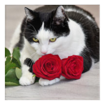 Cute cat with the red rose