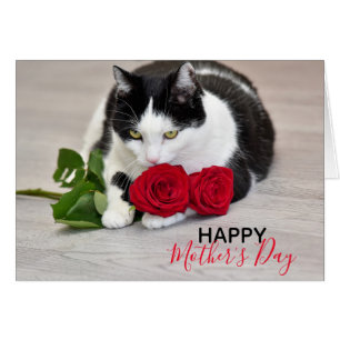 Cute cat with the red rose cards