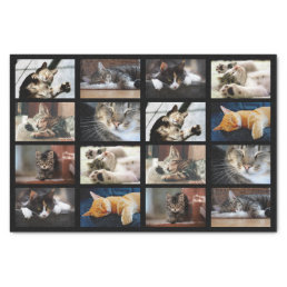 Cute Cats and Kittens Photo Template on Black Tissue Paper