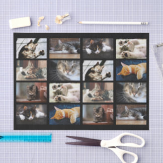 Cute Cats and Kittens Photo Template on Black Tissue Paper