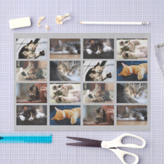 Cute Cats and Kittens Photo Template on Gray Tissue Paper