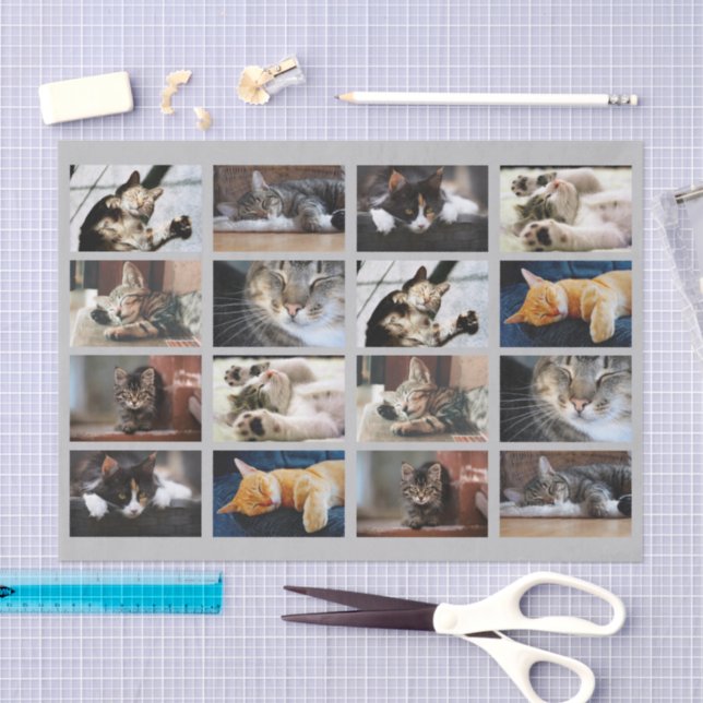 Cute Cats and Kittens Photo Template on Gray Tissue Paper (Craft)