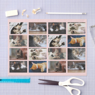 Cute Cats and Kittens Photo Template on Pink Tissue Paper