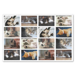 Cute Cats and Kittens Photo Template on White Tissue Paper