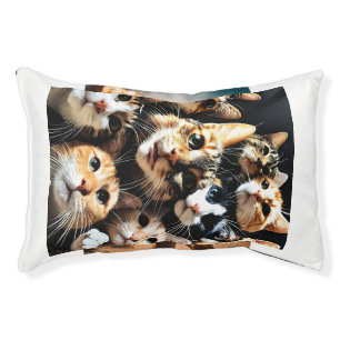 Cute cats friends in alone  pet bed