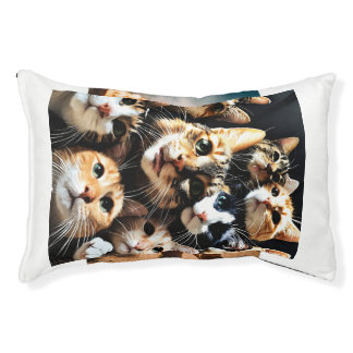 Cute cats friends in alone  pet bed