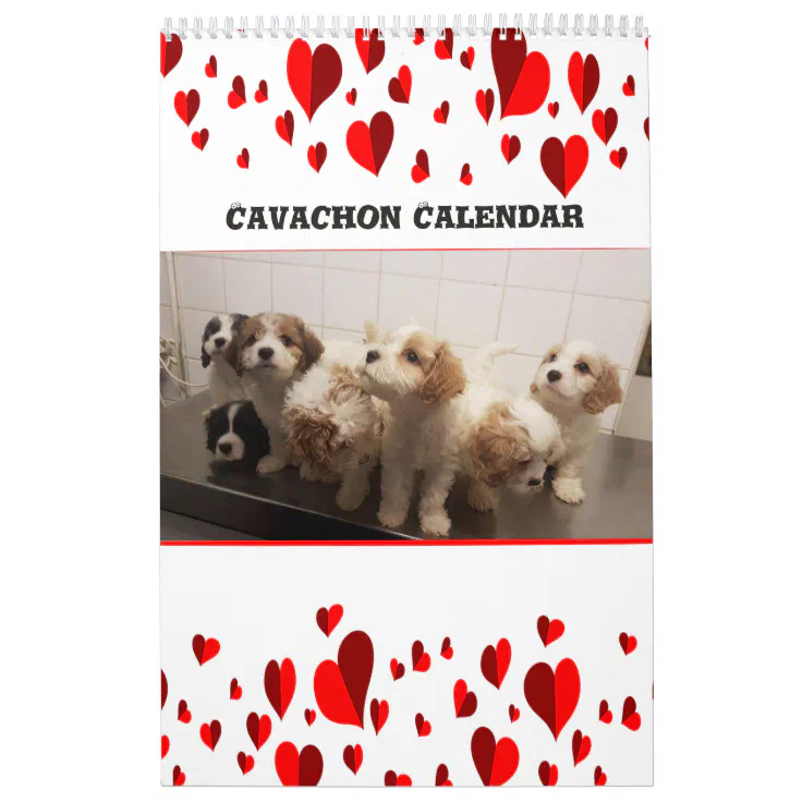 Cavachon Calendar 2025 Uk 