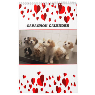 Cavachon gifts outlet