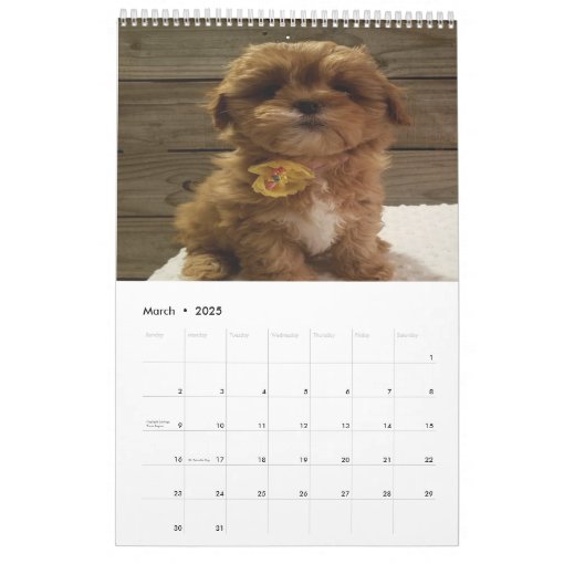 Cute Cavachon Dog Calendar Zazzle