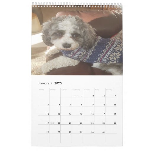 Cute Cavachon Dog Calendar Zazzle