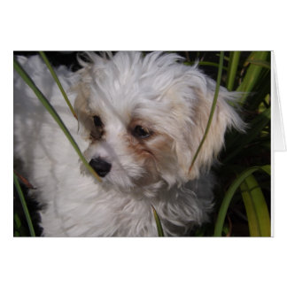 Cute Cavachon Puppy Cards