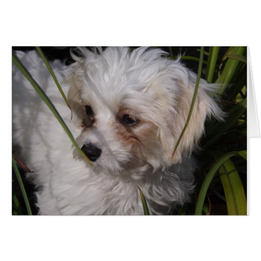 Cute Cavachon Puppy Cards (Front Horizontal)