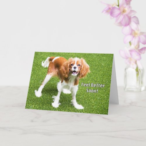 Cute Cavalier King Charles Feel Better Card