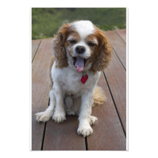 Cute Cavalier King Charles Spaniel Dog Yawning Photo Print