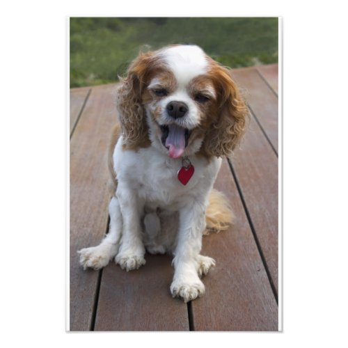 Cute Cavalier King Charles Spaniel Dog Yawning Photo Print