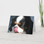 Cute Cavalier Spanial Dog  Greeting Card