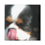Cute Cavalier Spanial Dog Magnet