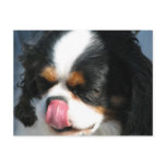 Cute Cavalier Spanial Dog  Postcard