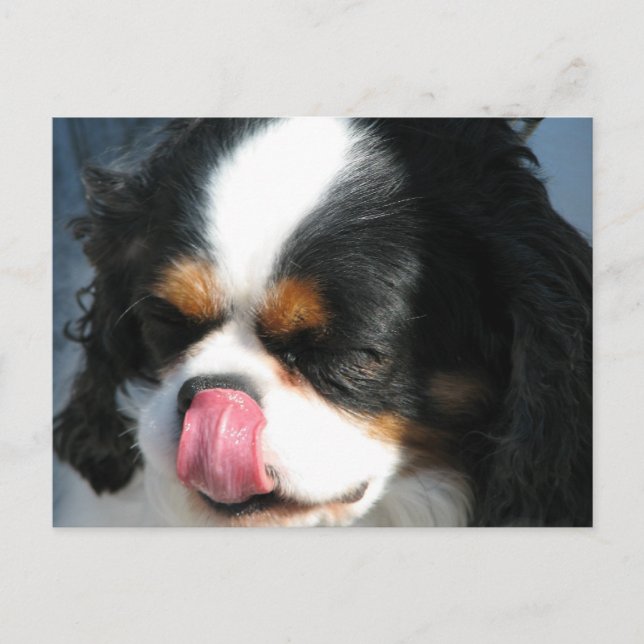 Cute Cavalier Spanial Dog  Postcard (Front)