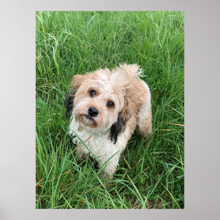 Cute Cavapoo poster | Zazzle