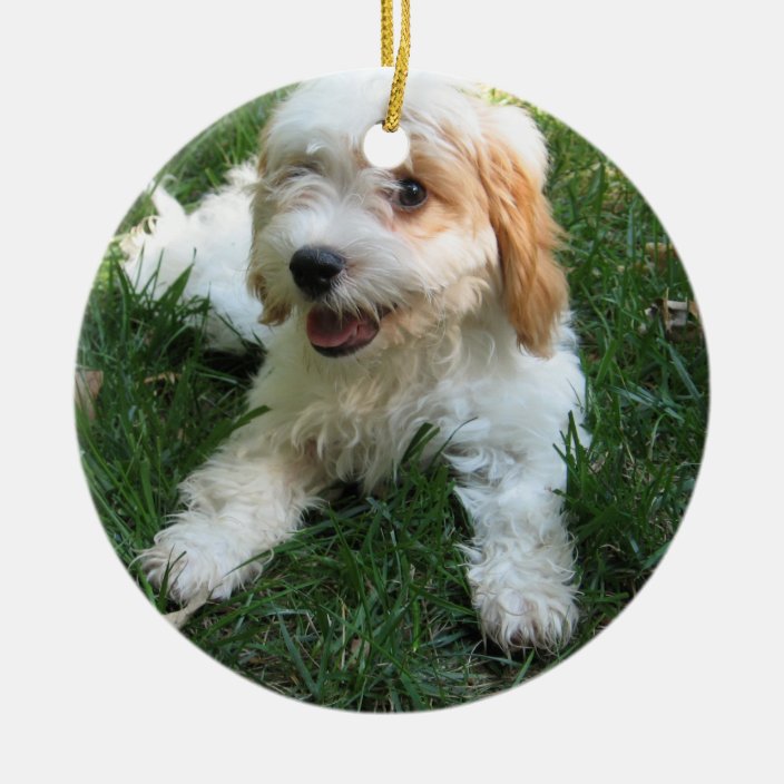 cavapoo dog ornaments