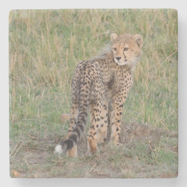 Cute Cheetah Cub Looking Back. Stone Coaster (Front)
