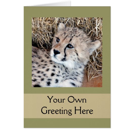 Cute Cheetah Cub Photo Cards (Front)