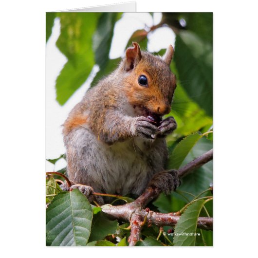 Cute Cherry Picking Eastern Gray Squirrel Cards (Front)