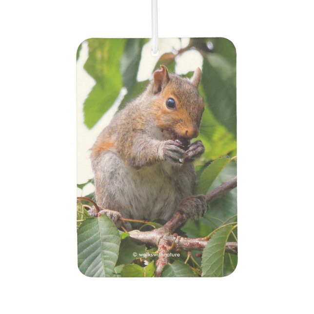 Cute Cherry Picking Eastern Grey Squirrel Car Air Freshener (Front)